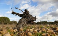 EL MINISTERIO AUTORIZA LA PLANTACIÓN DE 68 HECTÁREAS DE NUEVAS PLANTACIONES DE VIÑEDO EN LA D.O. RUEDA