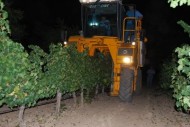 COMIENZA LA VENDIMIA DE LA VARIEDAD SAUVIGNON BLANC EN LA D.O. RUEDA