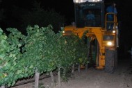 LA D.O. RUEDA DA PRÁCTICAMENTE POR FINALIZADA LA VENDIMIA CON UNA COSECHA DE 78 MILLONES DE KILOS DE UVA.