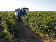 COMIENZA LA VENDIMIA EN LA D.O. RUEDA