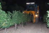 COMIENZA LA VENDIMIA EN LA D.O. RUEDA