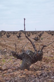 El Consejo Regulador de la D.O. Rueda apoya la postura de la Diputación de Segovia para preservar los viñedos centenarios