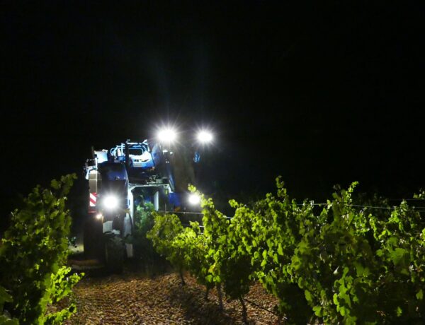 Vendimia Nocturna